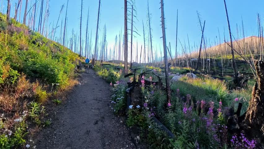 Sun Shines Through Burned Trees In Rocky Mountain National Park