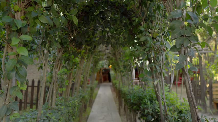Ethereal garden path in Comitán