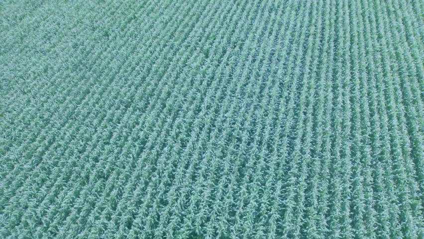 3D-rendered cornfield extending in neat rows, floating blue social like, comment, user icons. Agriculture, drone, data, technology, rural, landscape, innovation