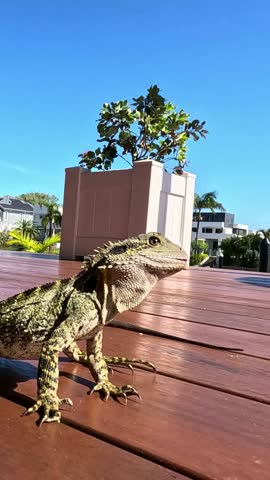 Lizard moves across a sunlit wooden deck