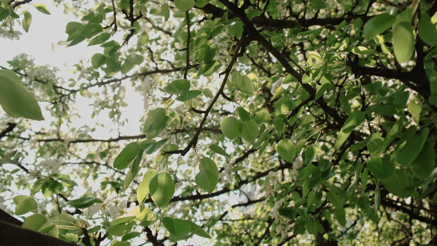 Spring background. Sun blows through green foliage of blooming spring trees. Beautiful peaceful nature. 
