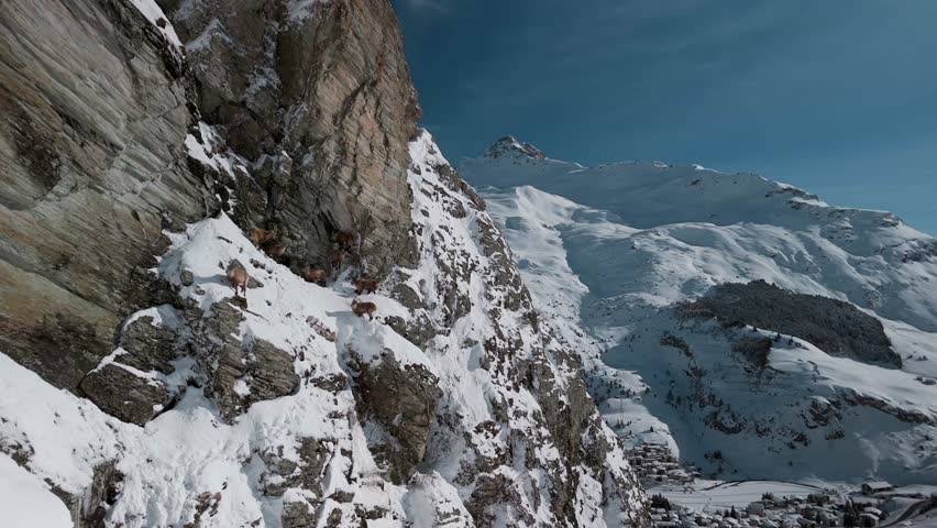 Stunning drone shot of Alpine ibex scaling snowy cliffs in Graubünden, Switzerland. A raw look at wildlife in harsh alpine terrain, perfect for nature, travel, or conservation themes.