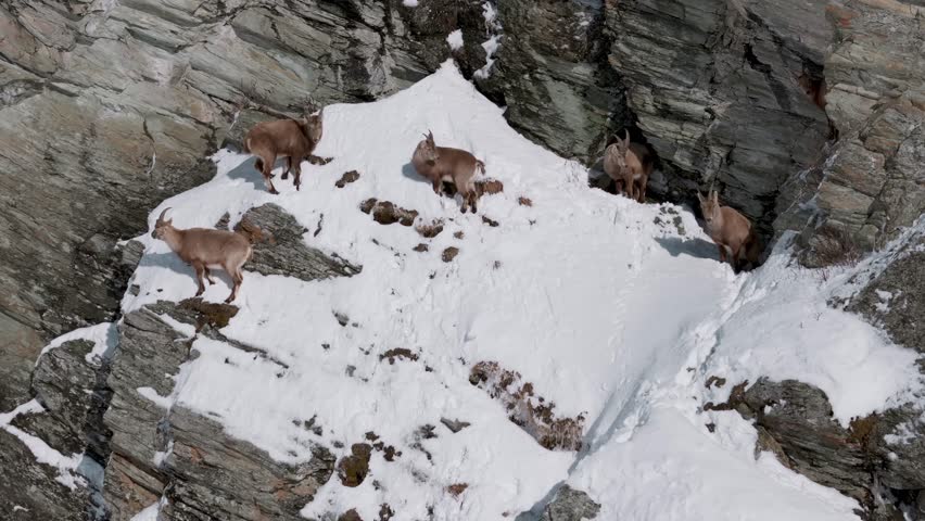 Stunning drone shot of Alpine ibex scaling snowy cliffs in Graubünden, Switzerland. A raw look at wildlife in harsh alpine terrain, perfect for nature, travel, or conservation themes.