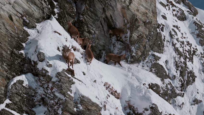 Stunning drone shot of Alpine ibex scaling snowy cliffs in Graubünden, Switzerland. A raw look at wildlife in harsh alpine terrain, perfect for nature, travel, or conservation themes.