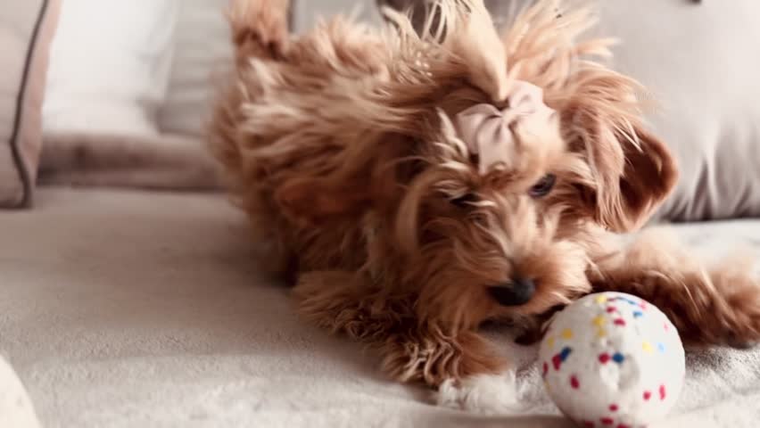 Energetic Puppy Playing and Jumping on Bed with Ball.