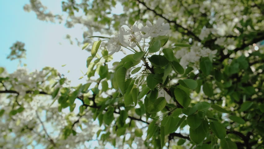 Spring sun shines through blossoming pear tree. Natural background.