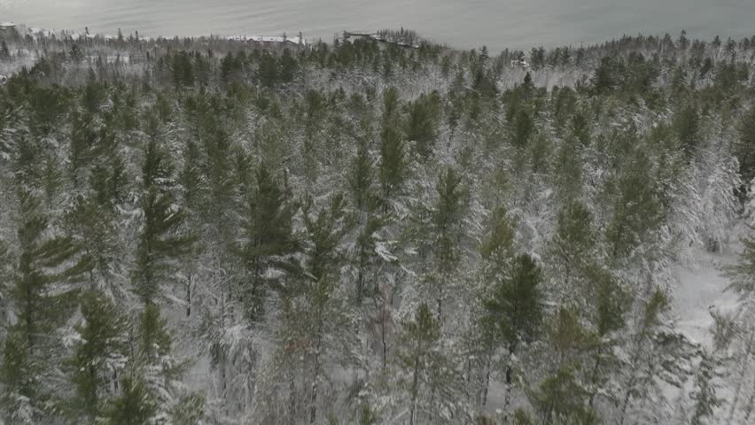 Snowy Pine Forest On Shore Of Lake Superior On Cloudy Winter Day In Minnesota, USA. drone tilt-up shot