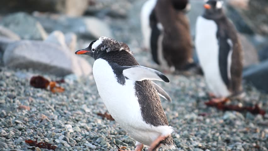 Penguins exploring the rocky shore and water at dawn in a coastal habitat