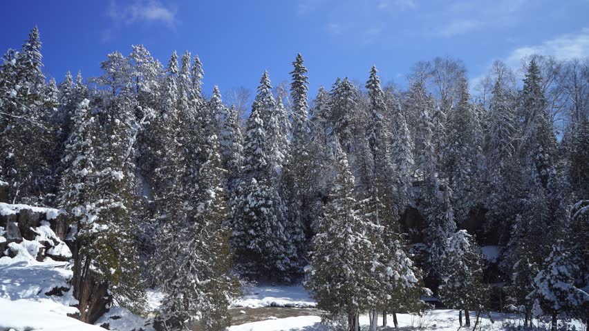 Pine Tree Forest Covered With Snow During Winter In Gooseberry Falls State Park, Minnesota, USA. - wide shot
