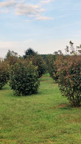 Hazelnut bushes are cultivated on the farm