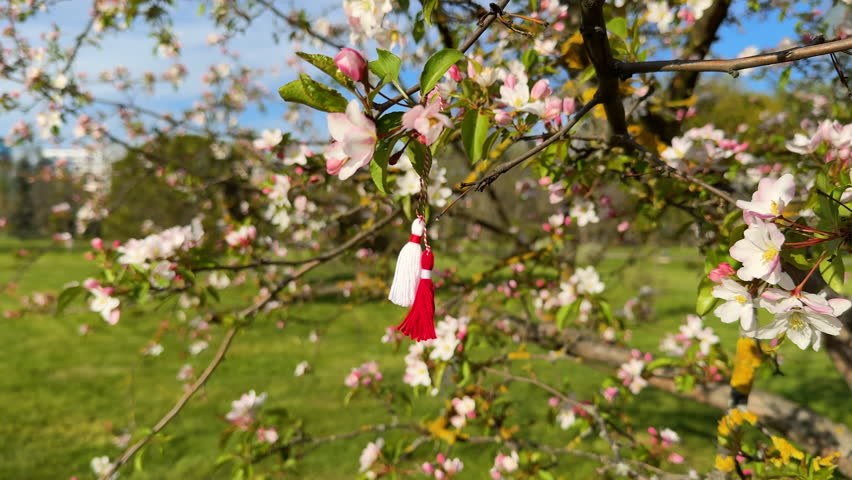 Traditional Balkan spring symbol Martisor or Martenitsa tied to a blooming tree branch in Moldova, Romania, and Bulgaria
