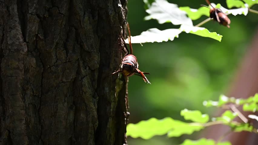 A wasp sucking sap in the forest