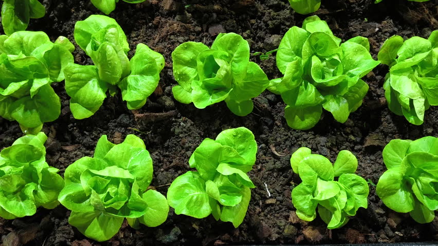 Growing romaine lettuce on an organic farm, organic food, and the agricultural industry