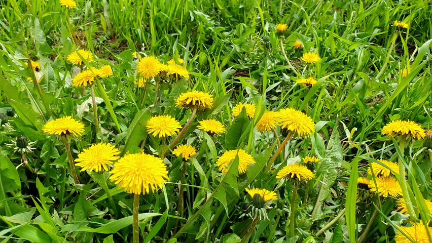 Dandelions in the wind in summer