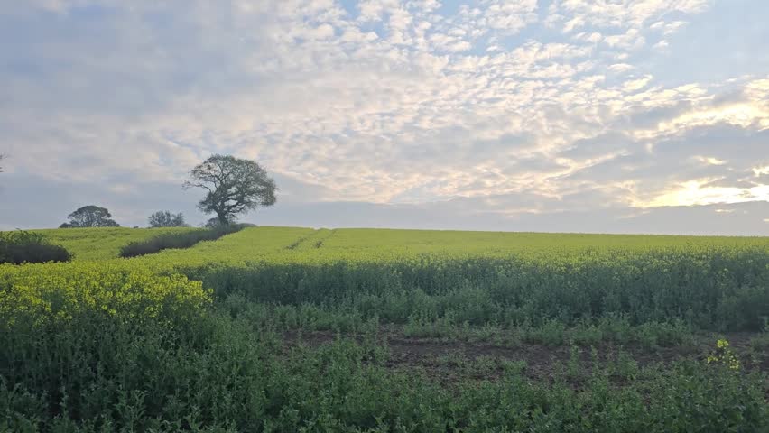 Spring rapeseed fields in full bloom near Combe Valley, East Sussex. Gentle breeze, soft light, and rural scenery. Peaceful countryside scene ideal for seasonal or nature content.