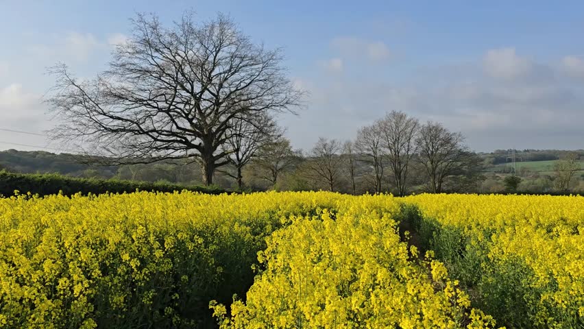 Wide views of blooming rapeseed fields from Telham Hill on the High Weald, East Sussex. Rolling countryside, bright yellow flowers, and spring light capture a classic English rural scene.