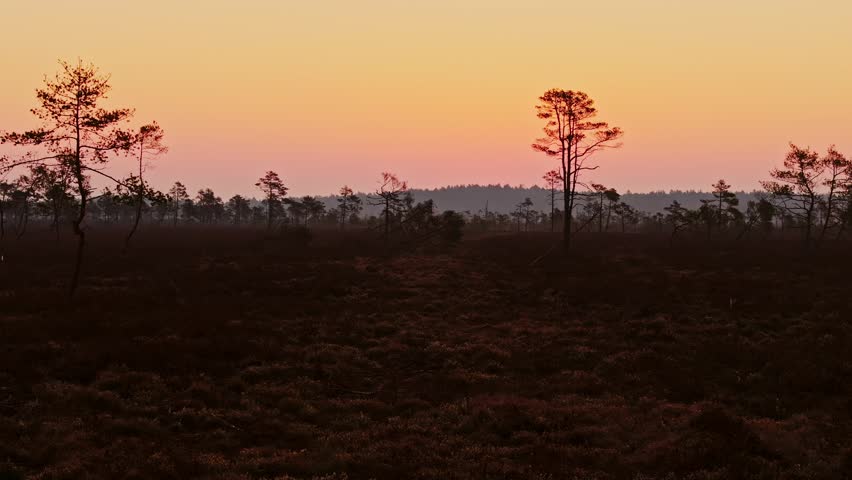 Aerial drone captures tranquil sunset glow over Ragana bog wild terrain, Latvia