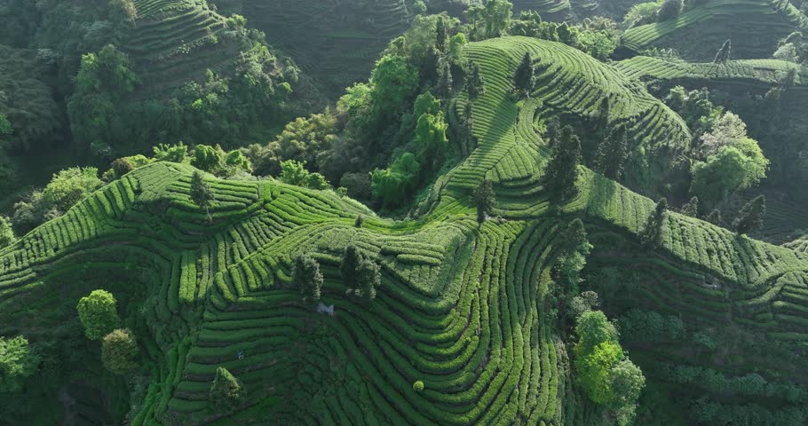 Aerial footage of tea farm terrace landscape in China