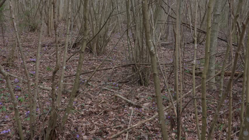 Anemone americana, Hepatica nobilis in the forest.
Early spring.
Observing the forest and the trees.