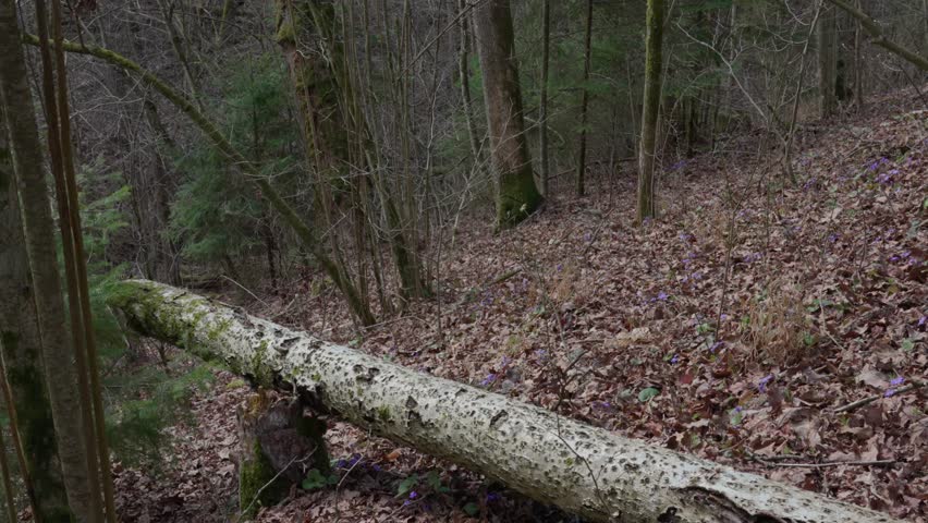 Anemone americana, Hepatica nobilis in the forest.
Early spring.
Observing the forest and the trees.
