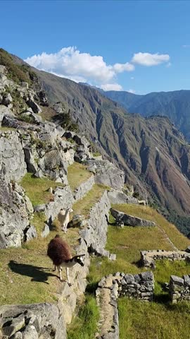 Llamas have long necks and legs, slender bodies, and a thick coat of wool, Machu Picchu, Peru