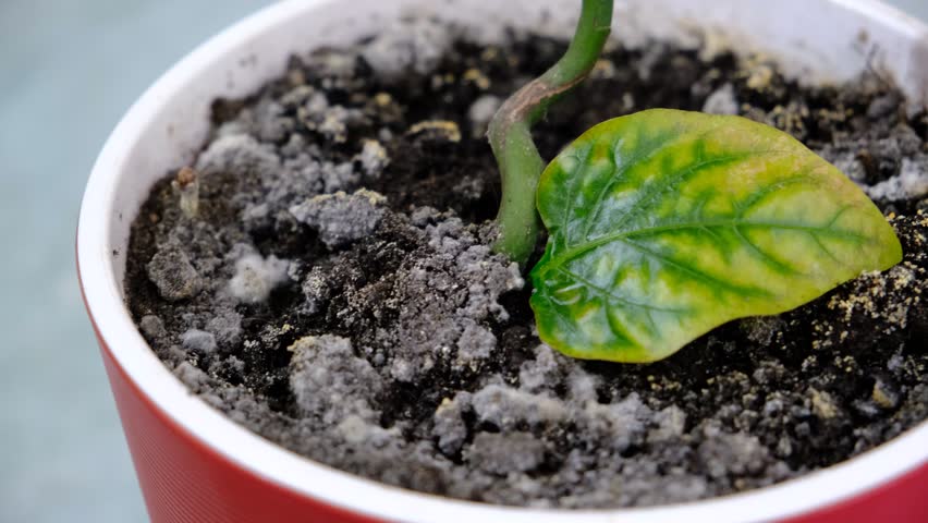 Houseplant in a pot from waterlogging of the soil and lack of fresh air is covering mold. White mold growing on soil in the flower pot