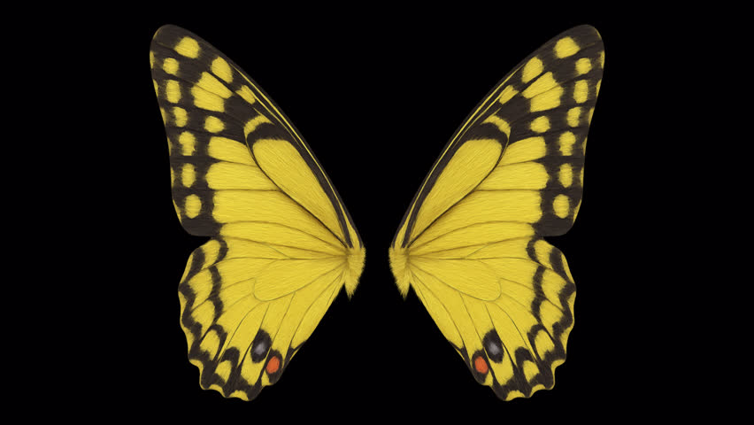 Butterfly wings – looped with alpha channel.