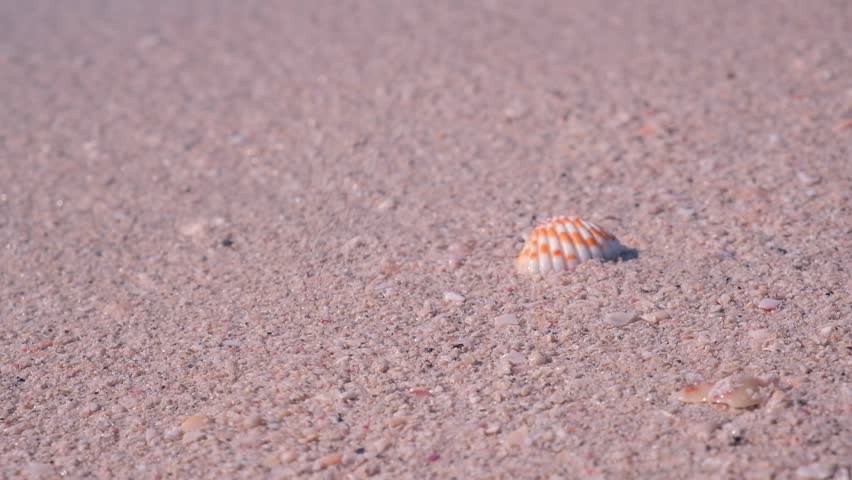 Seashell rests on sandy beach as gentle ocean wave approaches, capturing a serene moment in nature. The close-up showcases texture of the sand and shell against the shoreline