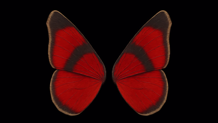 Butterfly wings – looped with alpha channel.