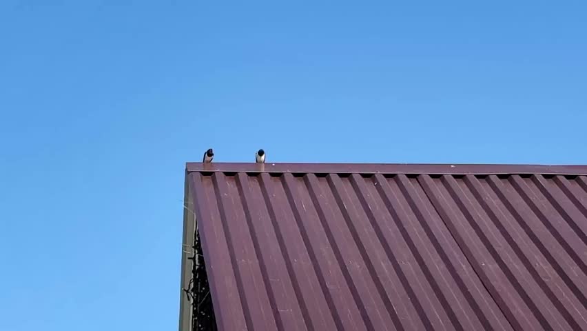 Swallows sing on the roof of a house in a mountain village in eastern Kazakhstan