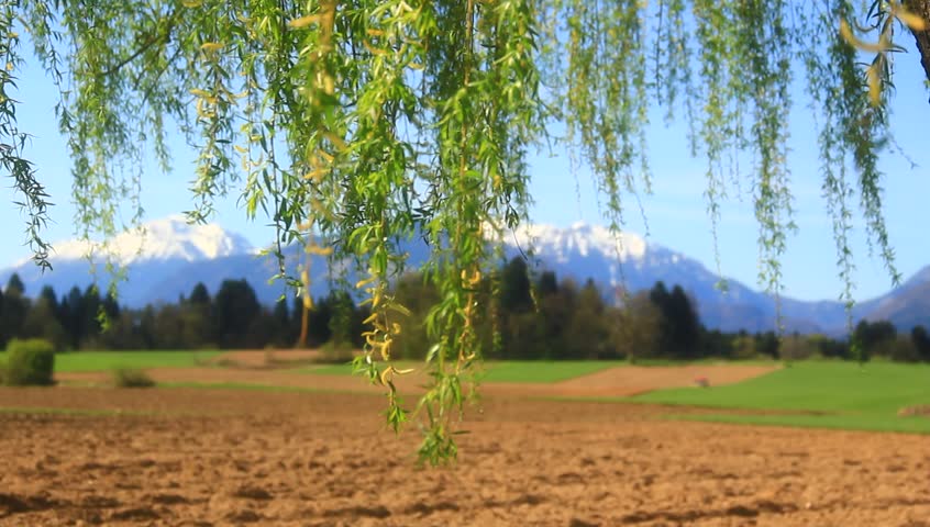 Empty field and willow branches moving in the wind in early spring day.
