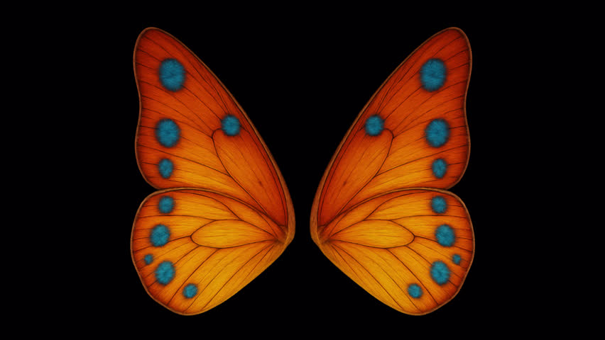 Butterfly wings – looped with alpha channel.