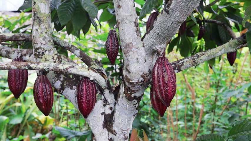 Cacao tree, cacao beans on the tree Indonesia