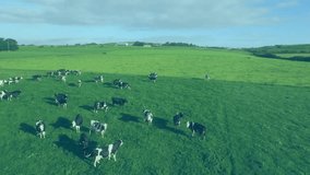 Herd of cows grazing in green pasture showing floating social media notifications with 3D render. Pasture, farmland, digital, connectivity, rural, agriculture, virtual - Powered by Shutterstock - Get 15% off with code: PIKWIZARD15