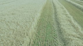 Blue data graph being animated over golden wheat field, showing growth trends with white axes. Agriculture, data visualization, crop analysis, rural landscape, infographic, farming industry, aerial - Powered by Shutterstock - Get 15% off with code: PIKWIZARD15