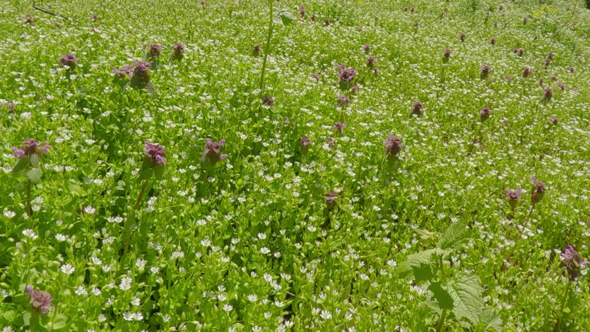 Beautiful meadow covered with white flowers of Greater Chickweed, Stellaria neglecta with flowering Cut-leaved Dead-nettle, Lamium hybridum in springtime, camera moving forward across lawn