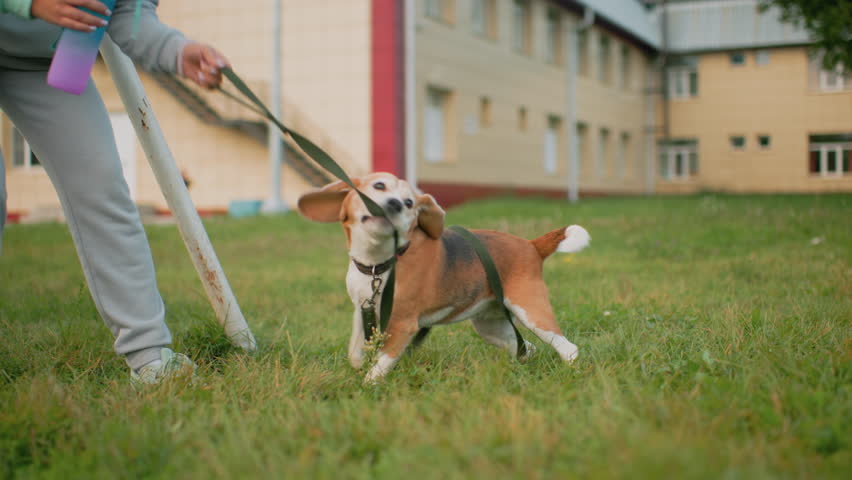 Playful beagle dog tugging on leash as it wraps around body during energetic outdoor session on green grass near buildings lively moment capturing excitement loyalty between pet and owner in open air
