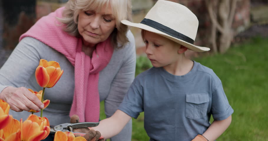 Gardening, flowers and grandma with child in backyard for learning nature skills, bonding and quality time. Family, love and happy grandmother and boy with tulips for landscaping, planting and spring