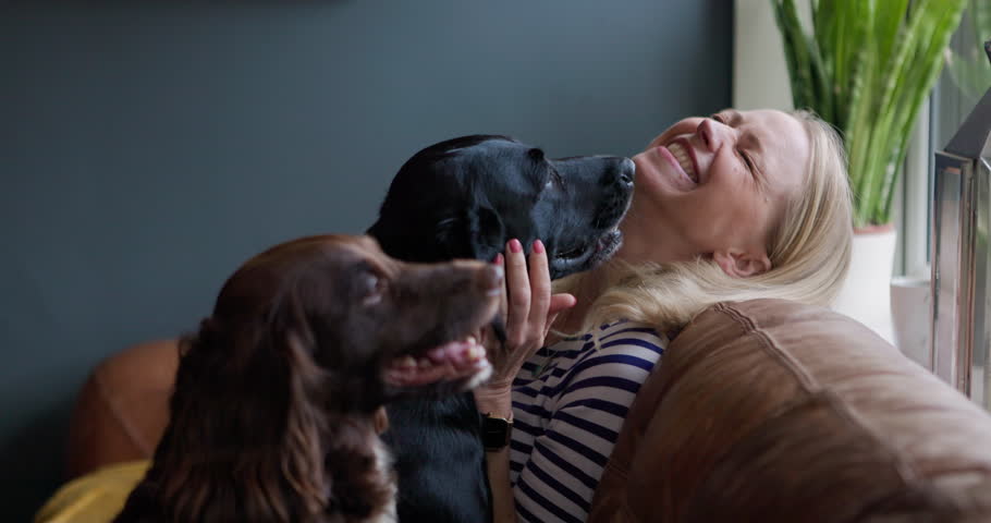 Woman, dog and care on sofa in living room, relax and talking with love, happy or animal in home. Person, pet or labrador with smile, stroke and playful for bonding, loyalty and lounge couch in house
