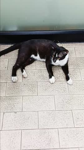 Street Cat at Front of The Convenience Store