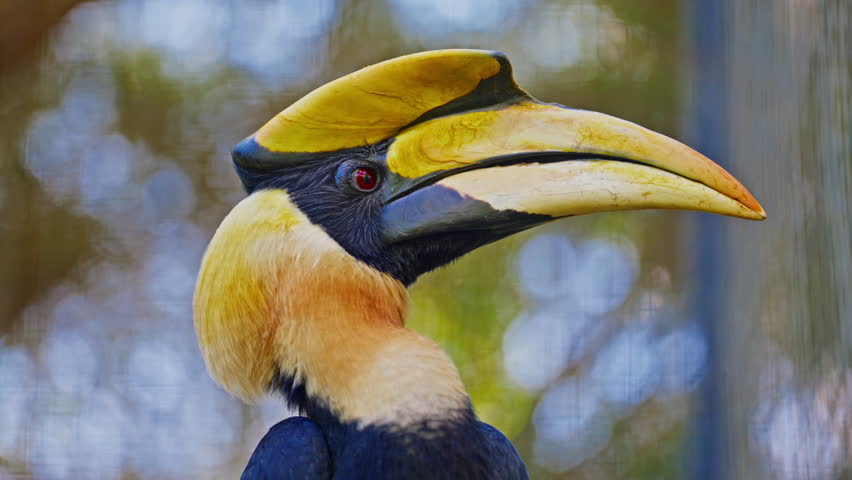 The great exotic hornbill, great Indian hornbill in green jungle. Closeup