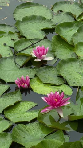 Pink water lilies blooming among green leaves after rain, Close-up of fresh lotus flowers and lily pads with water droplets on calm pond surface