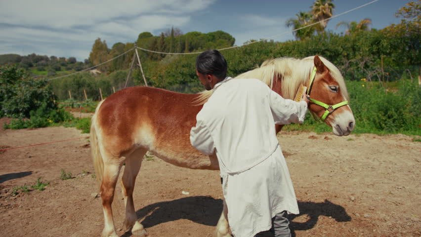 man brushes his horse before the race