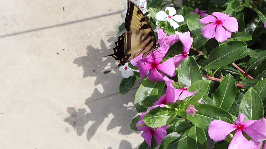 A yellow Eastern tiger swallowtail butterfly (Papilio glaucus), with its striking black stripes and large, graceful wings, pauses delicately on a cluster of pink periwinkle flower.May 2, 2025, Florida