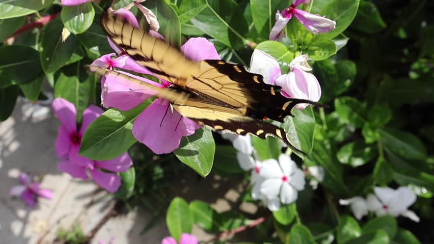 A yellow Eastern tiger swallowtail butterfly (Papilio glaucus) glides gracefully among pink periwinkle flowers, its striking black-striped wings flashing in the sunlight. Florida, May 2, 2025