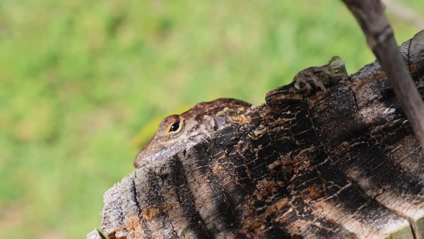 A subtle and intriguing video of a brown anole lizard partially concealed behind a wooden plank, with only its alert, glistening eyes visible. May 1, 2025, Florida