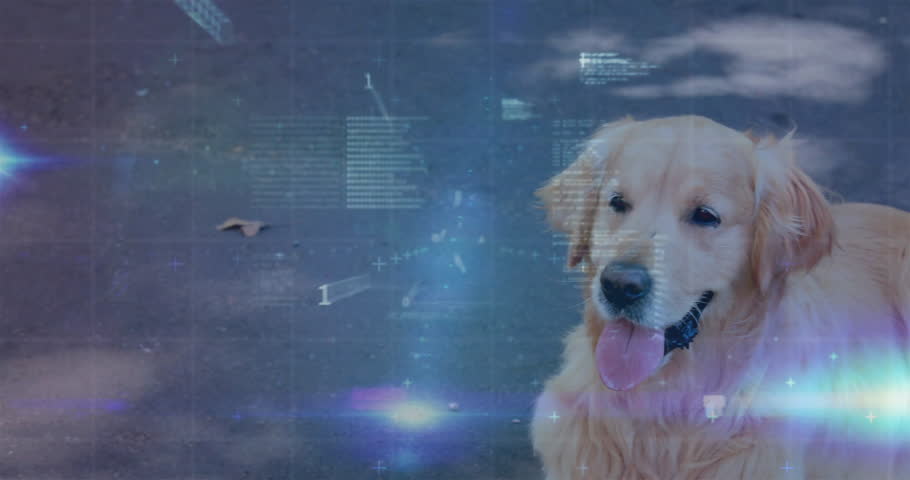 Shutterstock Video
