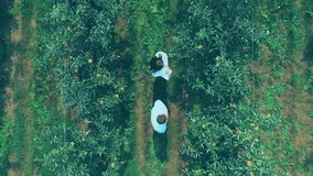 Colleagues walking through orchard, tracking marketing social media metrics with floating icons. Agrarian, collaboration, analytics, outdoor, vibrant, sustainability, teamwork - Powered by Shutterstock - Get 15% off with code: PIKWIZARD15