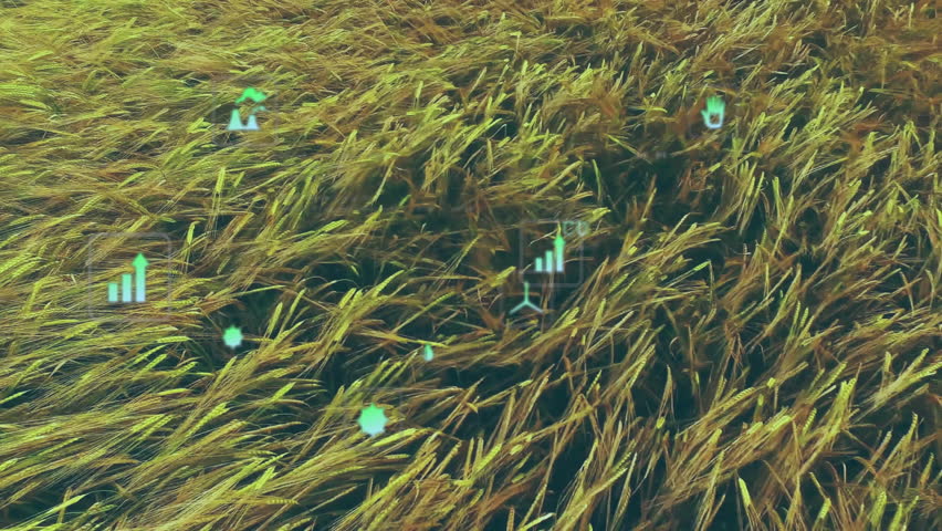 Golden grain field being animated in 3D aerial view, showing HUD overlays and triangle markers. Agrarian, drone, visualization, technology, rural, landscape, data - Powered by Shutterstock - Get 15% off with code: PIKWIZARD15