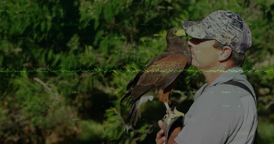 Adult male falconer holding brown hawk in forest, displaying green waveform overlay for technology. Wildlife, conservation, outdoor, adventure, nature, communication, technology